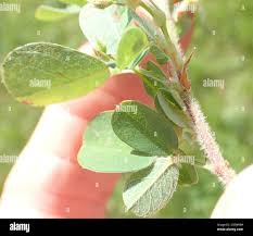 Image result for Grona setigera