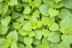 Image result for Coleus amboinicus