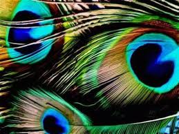 I Want To Paint This Kusu Cizim Tavus Kusu
