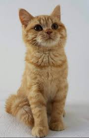 Garfield 7 Kittens Cats And Kittens Cats