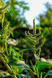 Image result for Amaranthus viridis