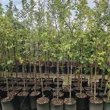 Image result for Celtis africana