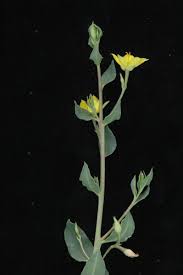 Image result for Talinum crispatulum