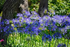 How To Grow And Care For Agapanthus Gardener S Path