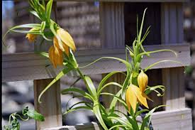 Image result for Littonia modesta