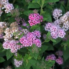 Whether you prefer a mauve or rosy pink, a peachy pink, a light pink, or a saturated hot pink, we have the best pink flowers for you. Identifying These Pink And White Flowers Gardening Landscaping Stack Exchange