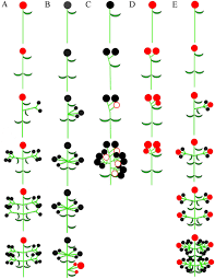 Image result for Peraceae