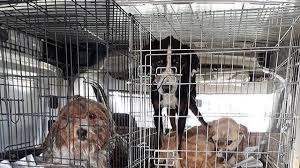 Petition Update Kutahya Hayvan Barinagi Basari Change Org