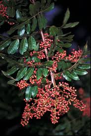 Image result for Triraphis schinzii