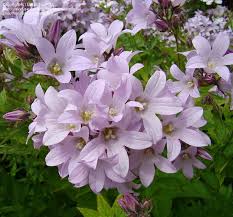 Milky Bellflower Loddon Anna Campanula Lactiflora Perennial Plants Plants Campanula