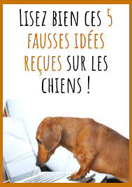Lisez Bien Ces 5 Fausses Idees Recues Sur Les Chiens Chien Image Drole Chien Chien Berger Australien