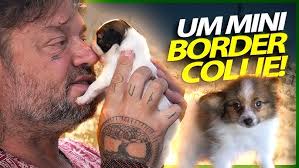 Tudo o que você precisa saber sobre o Cão de Crista Chinês