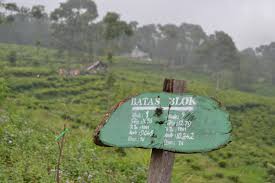 Selain bisamenikmati pemandangan dan kesejukkan udara di kebun teh, kita juga bisa melihat. Tamasya Ke Kebun Teh Medini Kendal Albertna Com