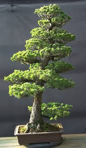 Img 0225 Jpg 930 1600 Bonsai Baum Bonsai Kleine Baume