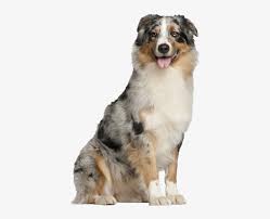 That's why we created a list of puppies for sale under $1,000! Australian Shepherd Pricing Australian Shepherd Puppy Free Transparent Png Download Pngkey