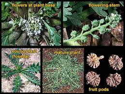 Image result for Coronopus