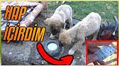 6 Tl Dogo Arjantin Kopek Icin Ic Parazit Hap Aciklamayi Lutfen Okuyun Youtube