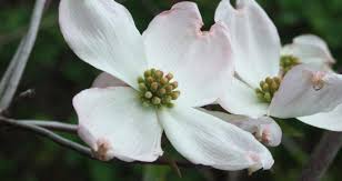 Dogwood trees are noted for their prolific spring flower displays and ornamental form, making them ideal candidates to use as a focal point in the landscape. Eastern Flowering Dogwood St Williams Conservation Reserve