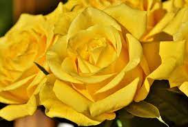 Yellow Roses Meaning And History Flower Glossary
