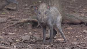 Logran Filmar Por Primera Vez Al Cerdo Mas Feo Del Mundo Bbc News Mundo No creo que se trate de un insulto. logran filmar por primera vez al cerdo