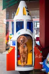 Each day, many new puppies are born, and people like you come here to find their new puppy. Red Retriever S Golden Irish Puppies