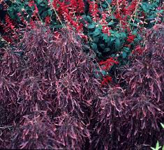 Image result for Acalypha