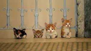 Sokakta Apartman Ve Cevresinde Kedi Beslemek Suc Mu Suzionline