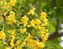 Image result for Pterocarpus rotundifolius