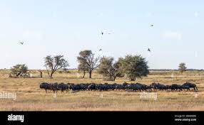 Image result for Schmidtia kalahariensis