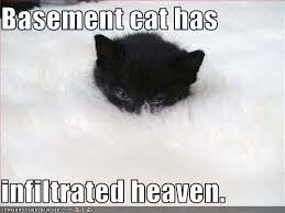 We did not find results for: Page 10 Of Basement Cat Vs Ceiling Cat Basement Cat Dumb Cats Cats