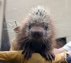 Baby Porcupine Cute Animals Cute Baby Animals Animals