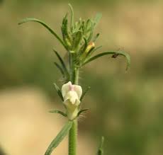 Image result for Misopates orontium