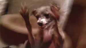 Kermit mourey (jenna marbles dog). Kermit Ruining Marbles Birthday For At Least 5 Years Meme Youtube