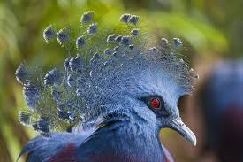Bird With Crazy Hair On Head Victoria Crowned Pigeon Animals Weird Birds Cute Birds