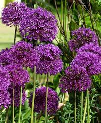 Allium Aflatunense Purple Sensation Allium Flower Bulb Index Bulb Flowers Deer Resistant Plants Flowers