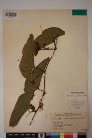 Image result for Cogniauxia