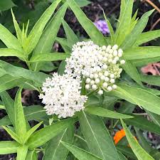 Image result for Asclepias albens