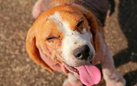 Image result for scabies dogs detail