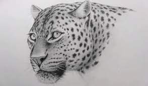 We did not find results for: How To Draw A Leopard Face For Beginners Pencil Sketch