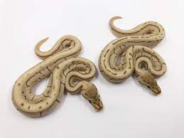 Spinner Blast Ball Python (Python regius)