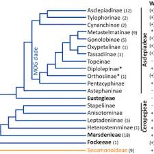 Image result for Secamone stuhlmannii