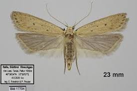 Image result for Nothris verbascella