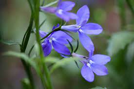 How To Grow And Care For Lobelia Happy Diy Home