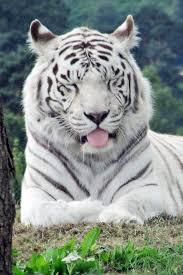 Funny Cute White Tiger 7 Pics With Other Cute Animals To Lift Your Mood Cute Animals Pet Tiger Tiger Pictures