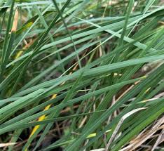 Image result for Dierama formosum