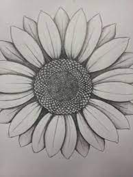 Learn to draw sunflower using pencil colours step by step. Found On Bing From Moziru Com Sunflower Drawing Flower Sketches Sunflower Sketches