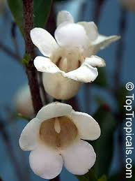 Image result for Rothmannia globosa