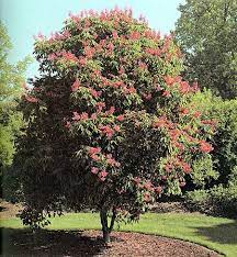 This stunning variety features bushy, copper red foliage with alabama sunset coleus is an herbaceous annual with a mounded form. Red Buckeye Aesculus Pavia University Of Alabama Arboretum Ornamental Trees Buckeye Tree Beautiful Gardens