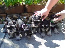 Black And Silver Schnauzer Puppy Lone Star Schnauzer Country Puppies Which Are Just Outside Out Houston Silver And Black The Schnauzer Puppy Miniature Schnauzer Puppies Miniature Schnauzer