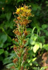 Image result for Fuirena stricta